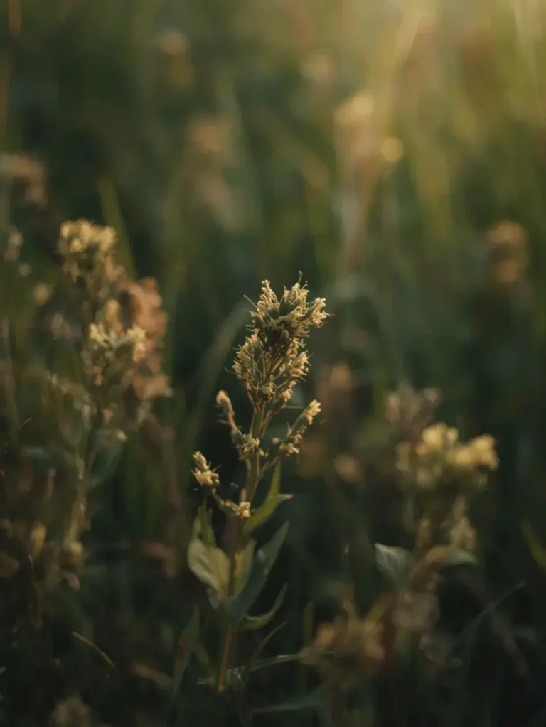 comparatif types pâtes sans gluten